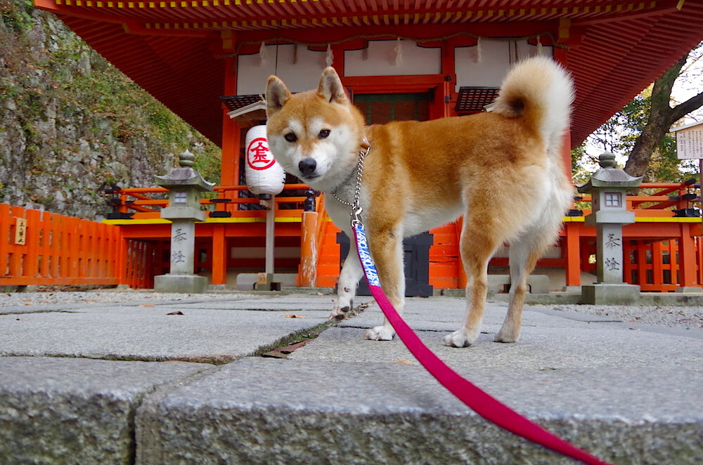 迪巴拉连场破门助球队领跑,墨西哥老虎队争冠战力克里昂夺先机