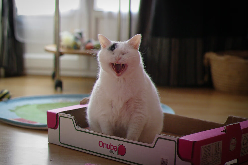 开云平台-绿茵与硬木的共鸣，英超争冠焦点战与广厦力克凯尔特人的硬仗哲学