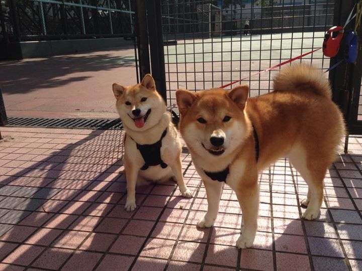 武切维奇化身攻城锤,骑士内线巨兽彻底轰塌火箭防线